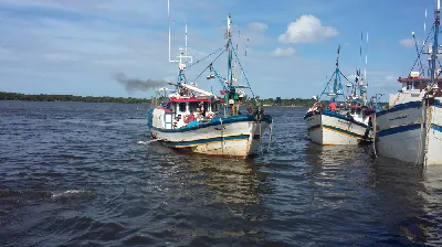 Traineira Pesca Profissional