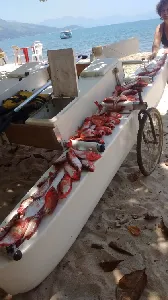 Clique para visualizar Multicat